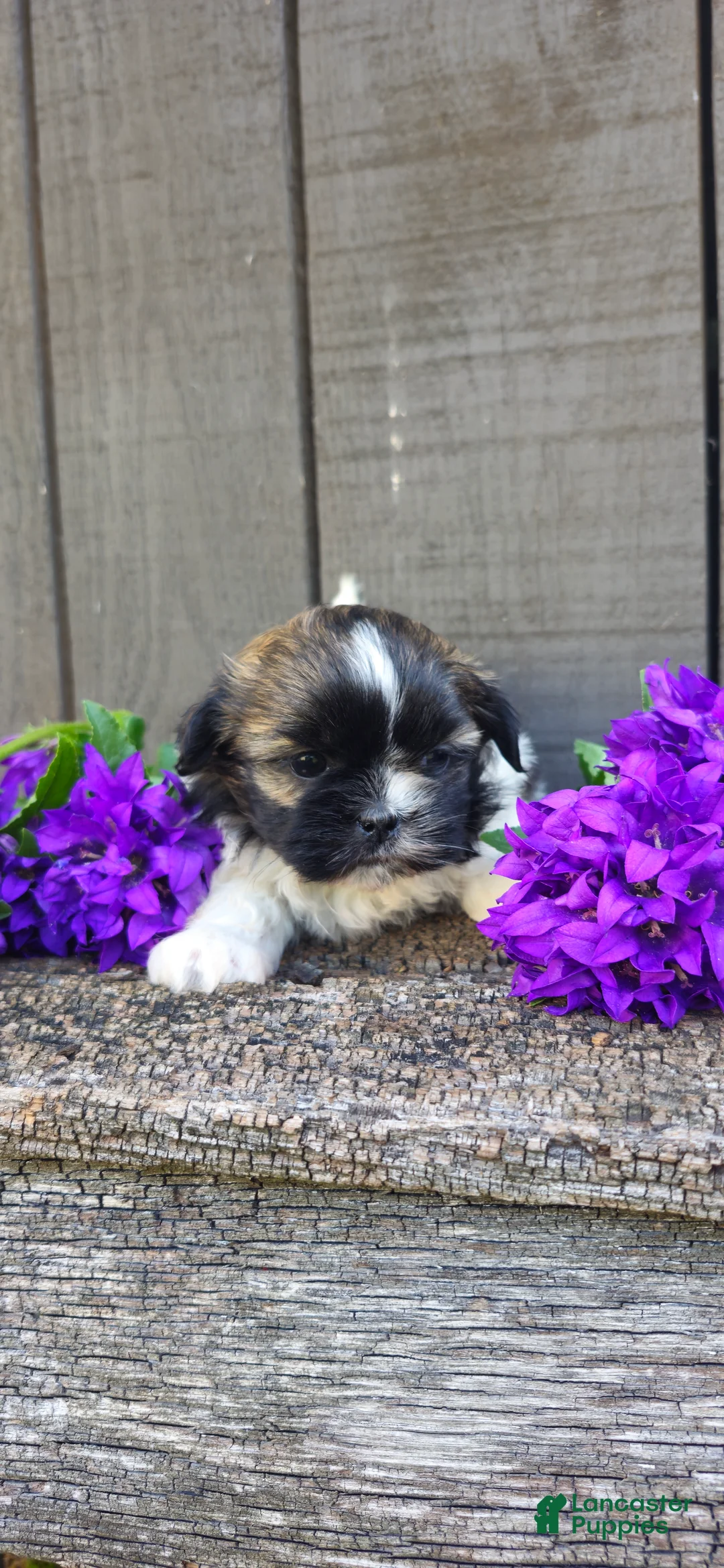 Teddy Bear dogs for sale: Pandora - Ad 4