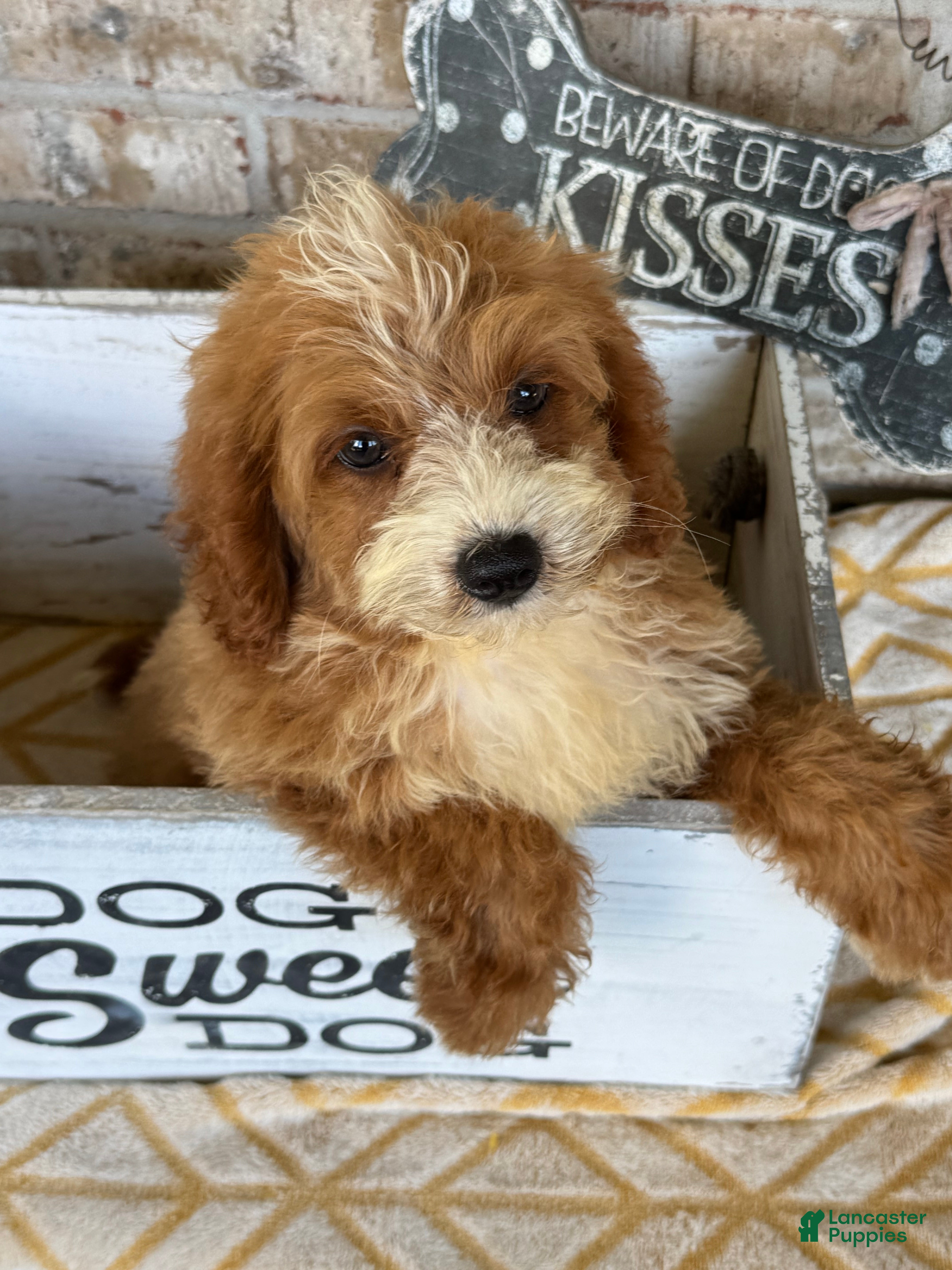 Mini Bernedoodle dogs Beaver - Ad 28