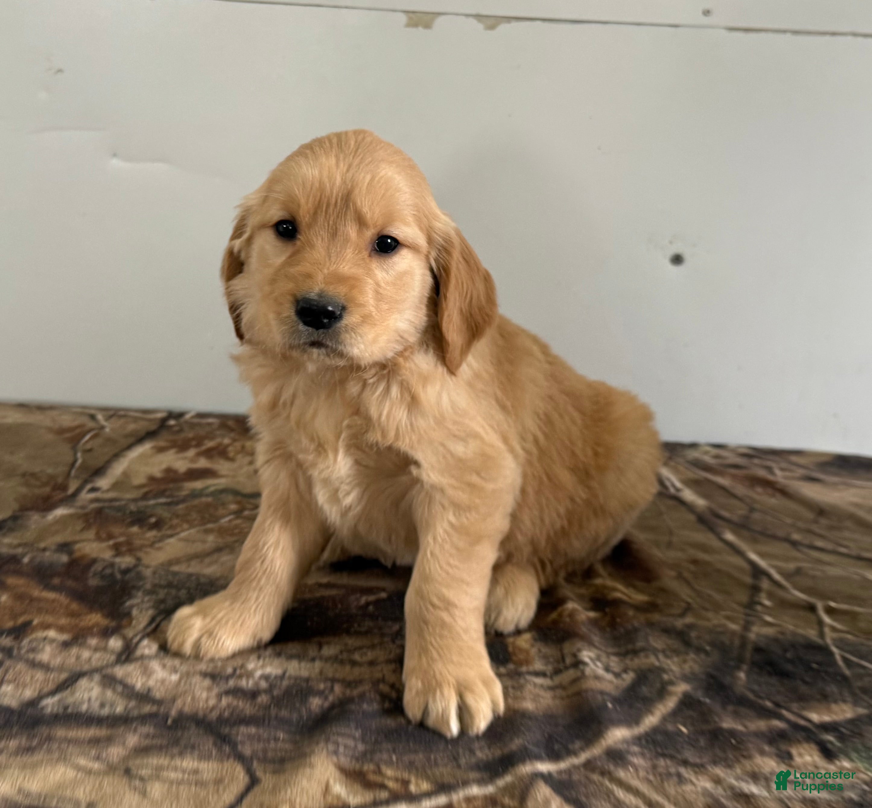 Golden Retriever dogs Timmy - Ad 2