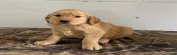 Golden Retriever dogs for sale: Timmy - Ad 2