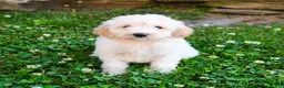 Mini Goldendoodle dogs for sale: Katrina - Ad 4