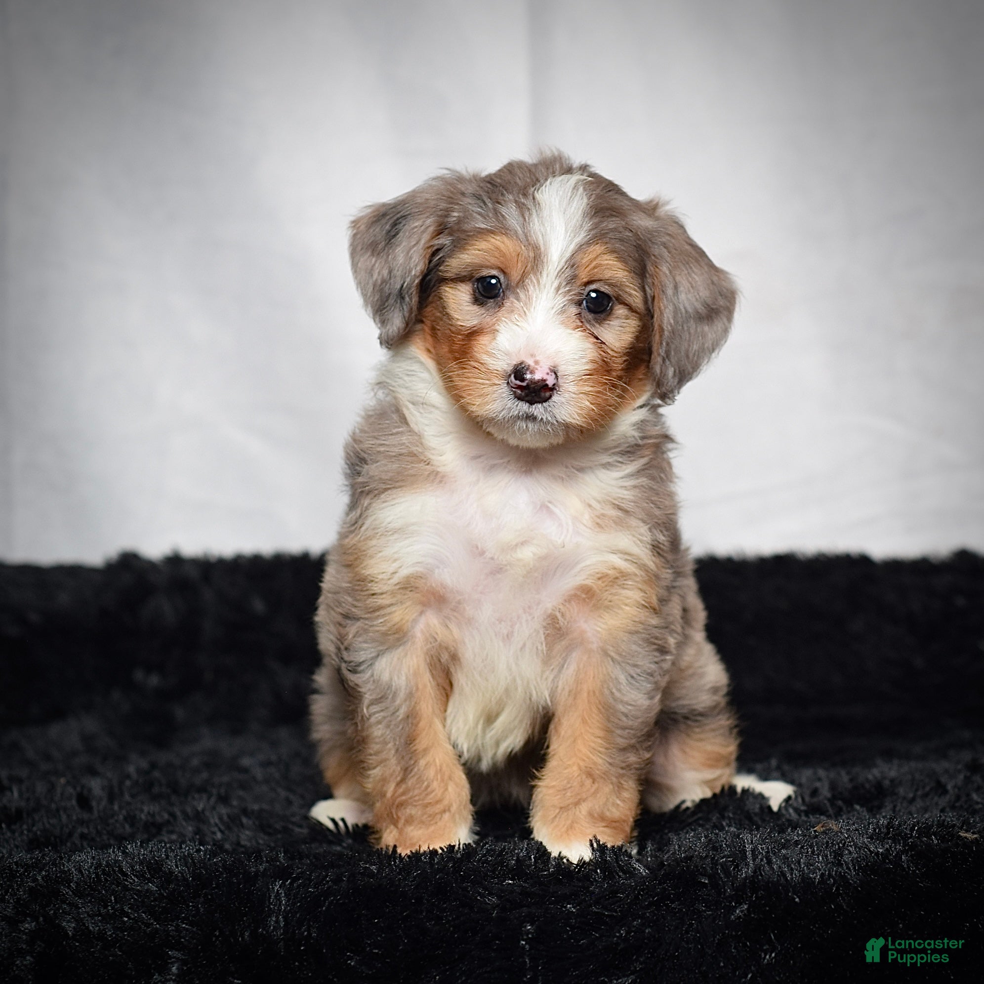 Mini Bernedoodle dogs Bonnie - Ad 1
