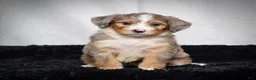 Mini Bernedoodle dogs for sale: Bonnie - Ad 1