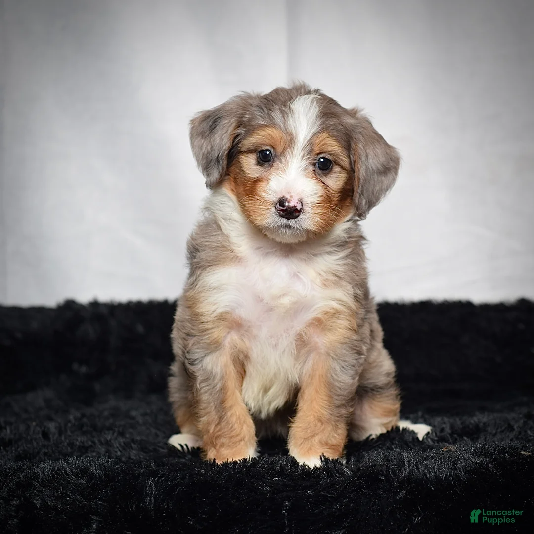 Mini Bernedoodle dogs for sale: Bonnie - Ad 1