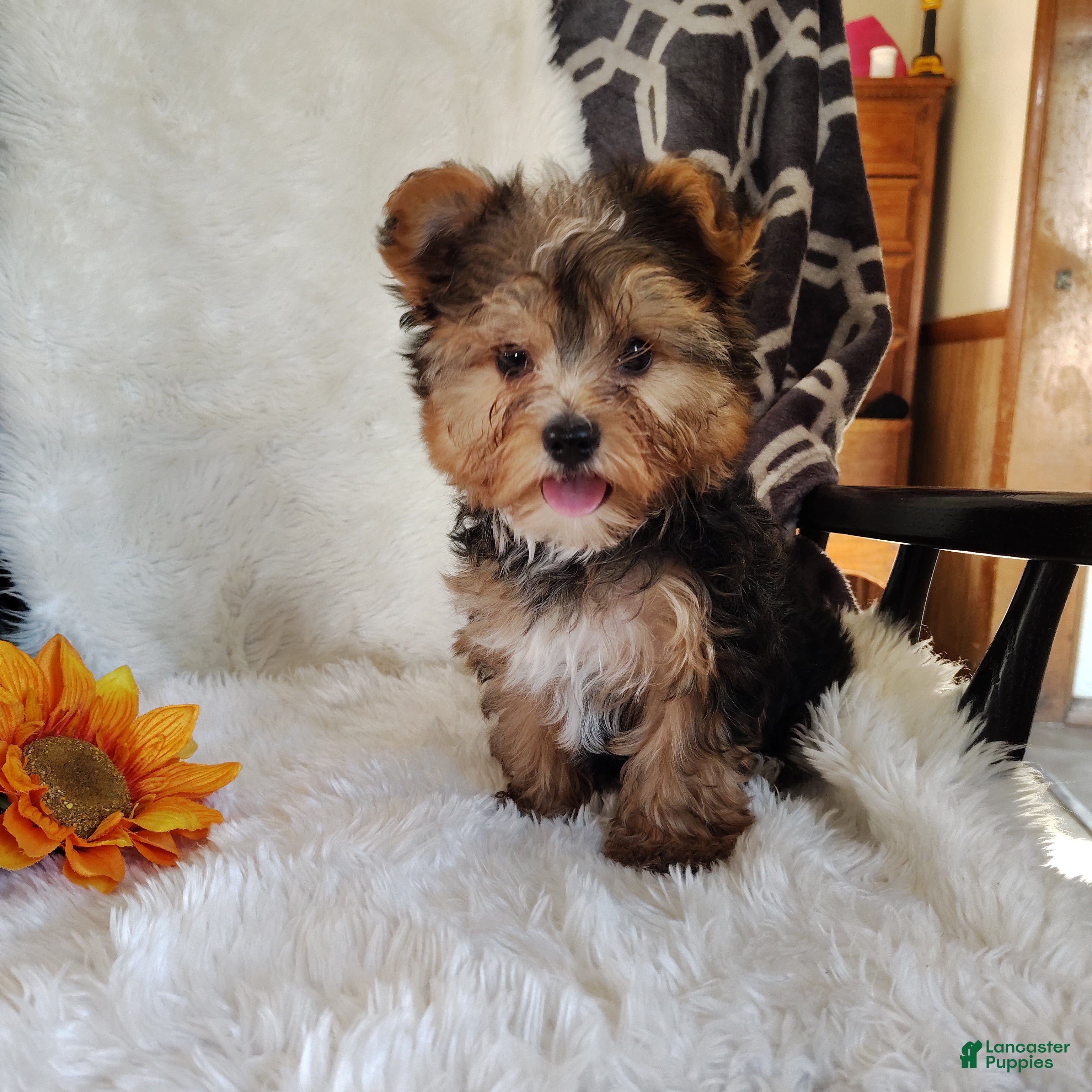 Yorkshire Terrier dogs for sale: Benson - Ad 3