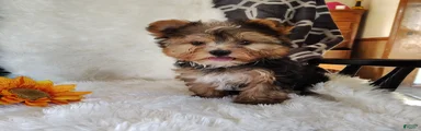 Benson