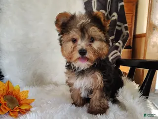 Yorkshire Terrier dogs for sale: Benson - Ad 3