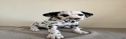 Dalmatian dogs for sale: Dalmatian Puppy 2 - Ad 6