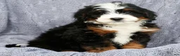 Mini Bernedoodle dogs for sale: Jib - Ad 8