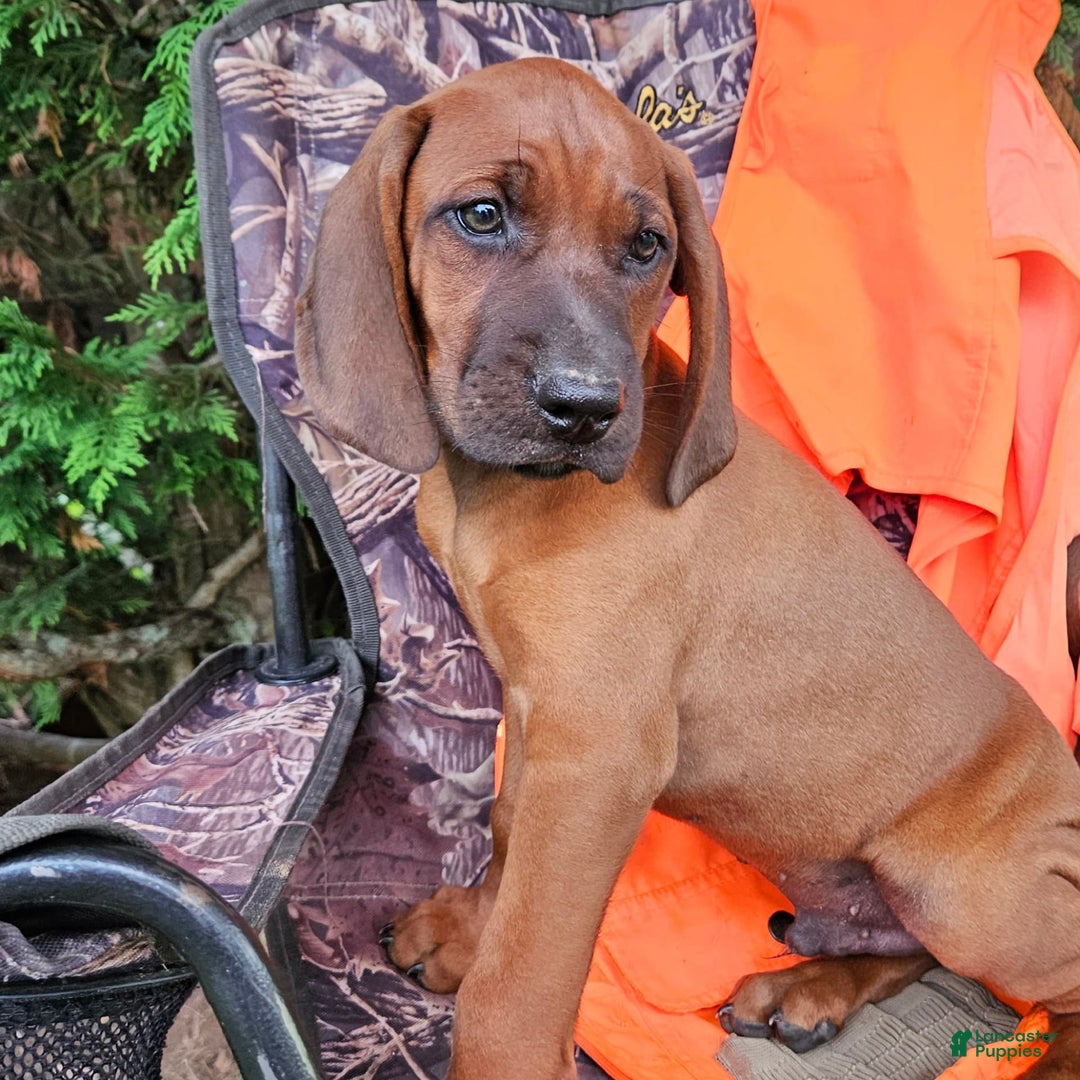 Coonhound Puppies Redbone Coonhound Facts Border Collie Coonhound