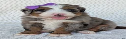 Mini Bernedoodle dogs for sale: Mini Indy  - Ad 28