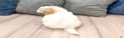 Cavapoo dogs for sale: Leo - Ad 5