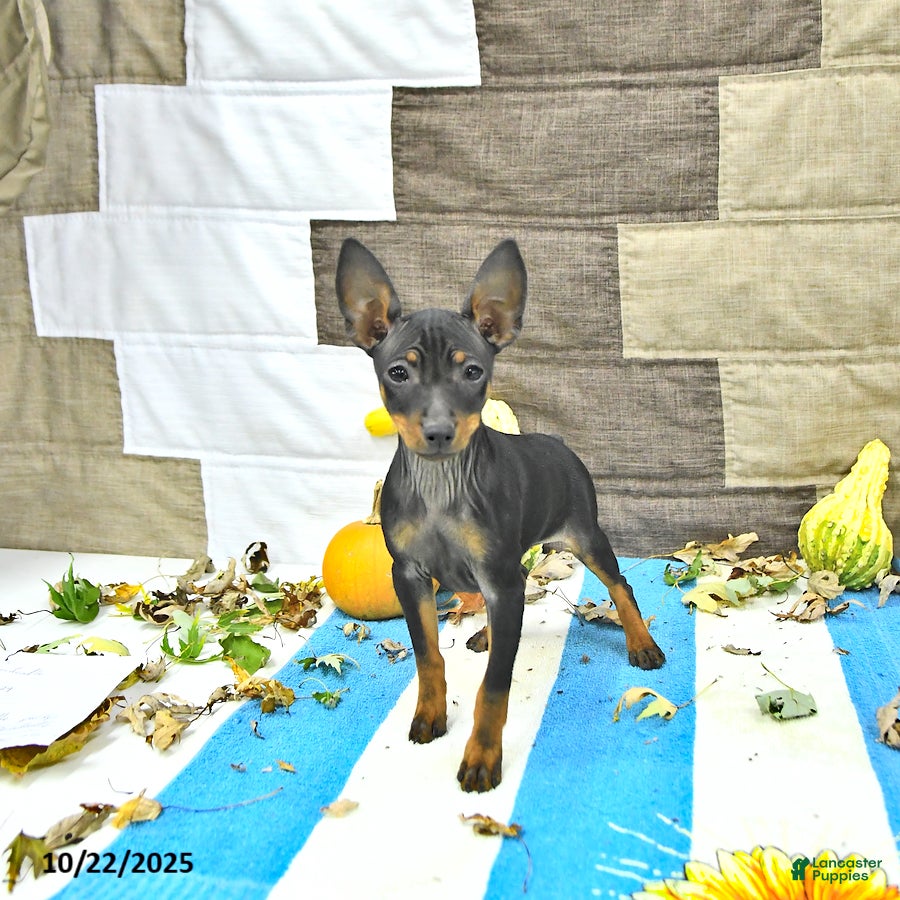 Miniature Pinscher dogs Tilly - Ad 2