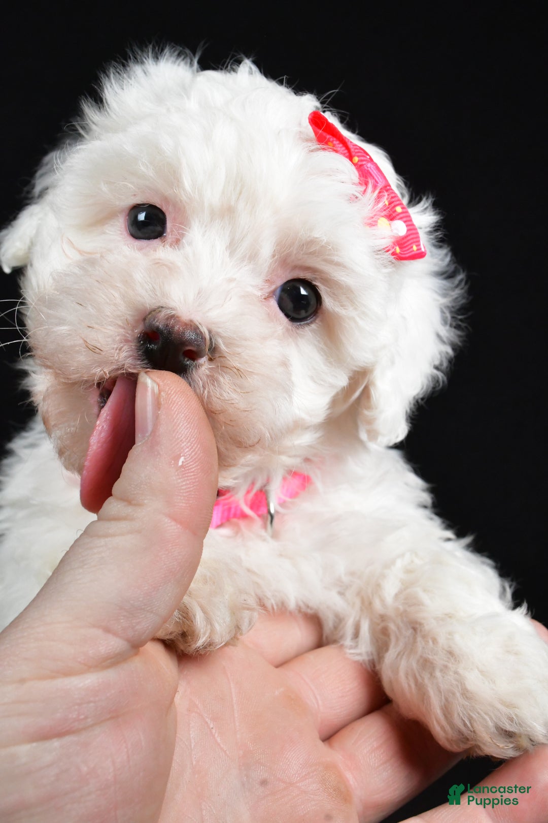 Maltipoo dogs for sale: Joy - Ad 8