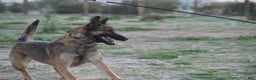 Belgian Malinois dogs for sale: Sascha Dark F - Ad 4