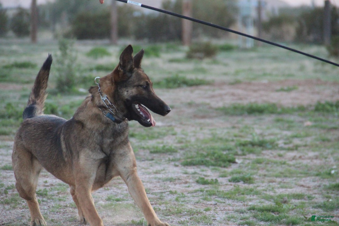 Belgian Malinois dogs for sale: Sascha Dark F - Ad 4