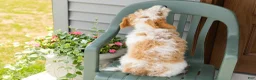Mini Goldendoodle dogs for sale: Roscoe  - Ad 6