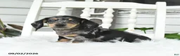 Dachshund dogs for sale: Tiger - Ad 3