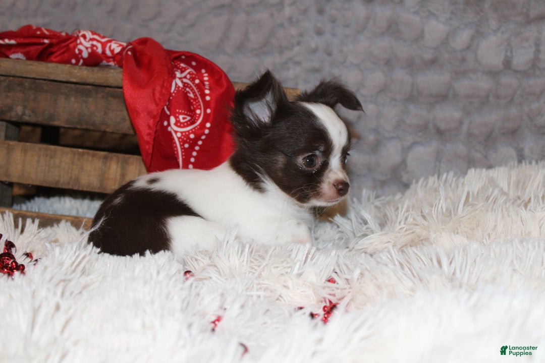 Chihuahua dogs for sale: Chocolate Chip - Ad 4