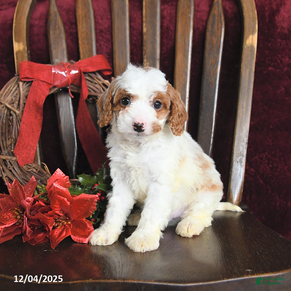 Cavapoo dogs Michael - Ad 19