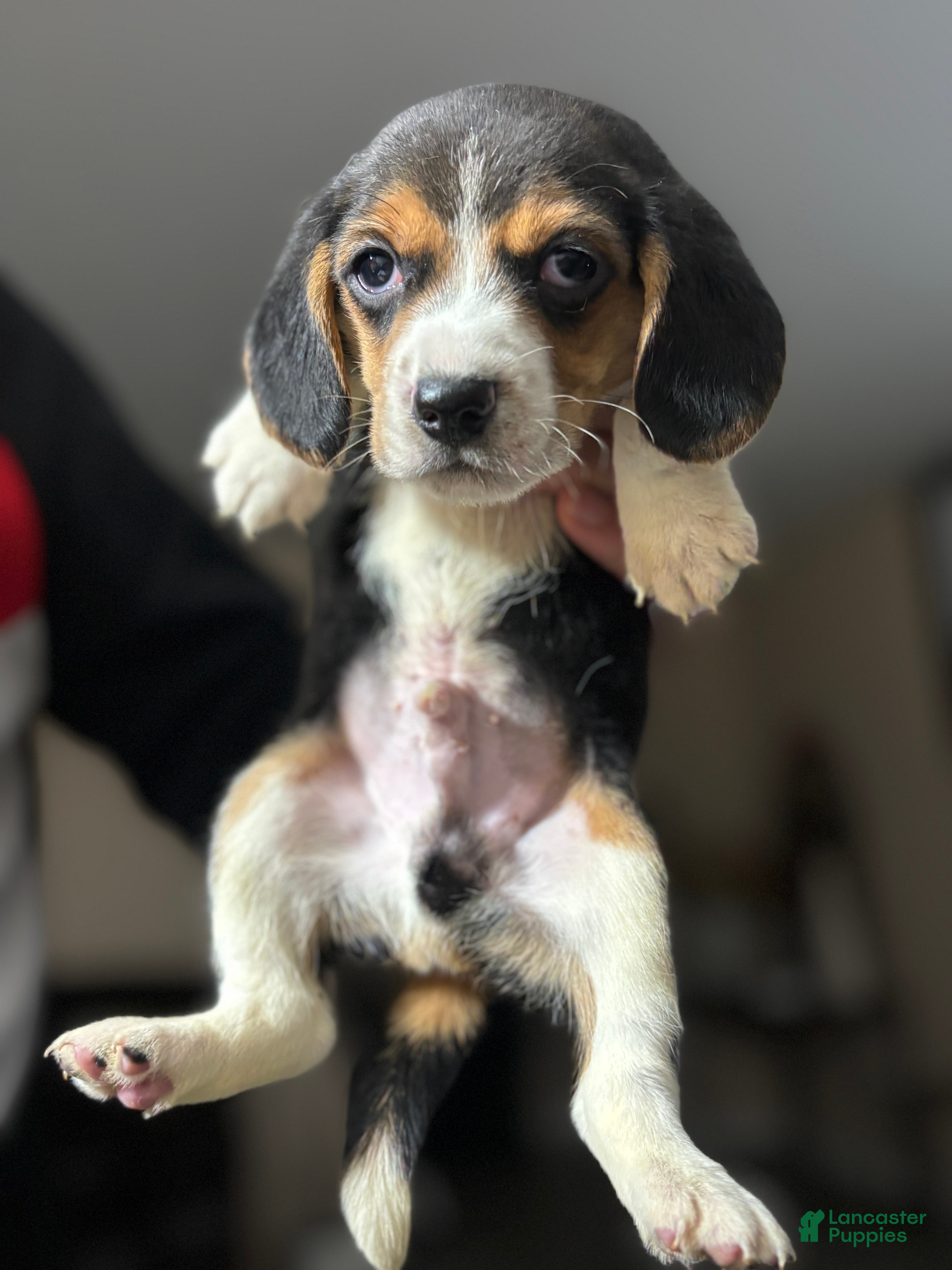 Beagle dogs Beagle Puppy 1 - Ad 1