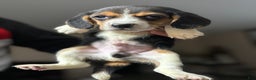 Beagle dogs for sale: Beagle Puppy 1 - Ad 1