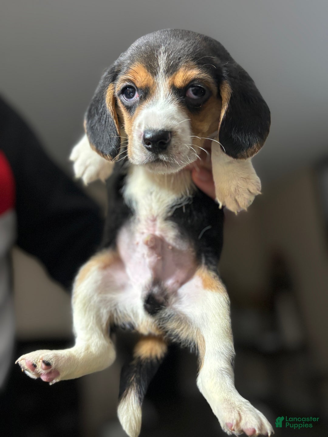 Beagle dogs for sale: Beagle Puppy 1 - Ad 1