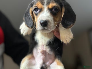 Beagle dogs Beagle Puppy 1 - Ad 1