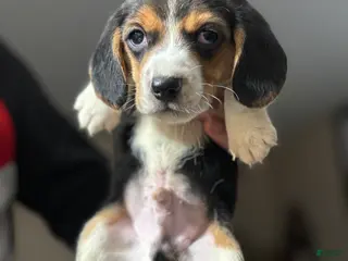 Beagle dogs Beagle Puppy 1 - Ad 8