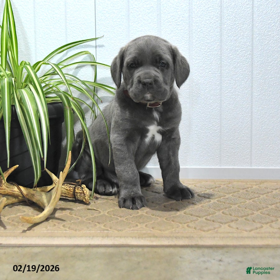 Cane Corso dogs Guss  - Ad 1