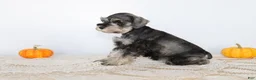Miniature Schnauzer dogs for sale: Dolly - Ad 3