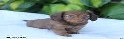 Miniature Dachshund dogs for sale: Tucker - Ad 3