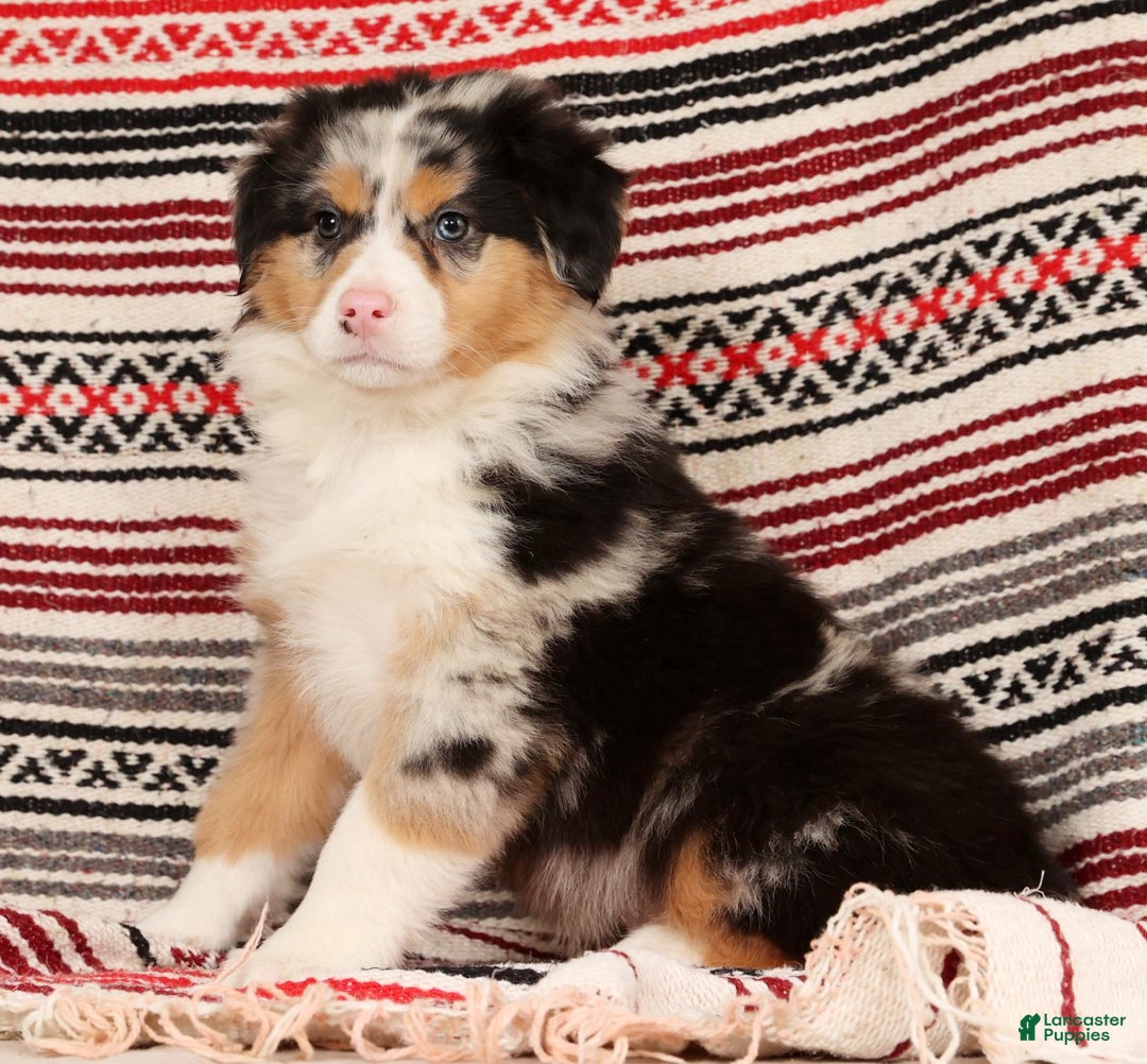Australian Shepherd dogs for sale: Hunter - Ad 8