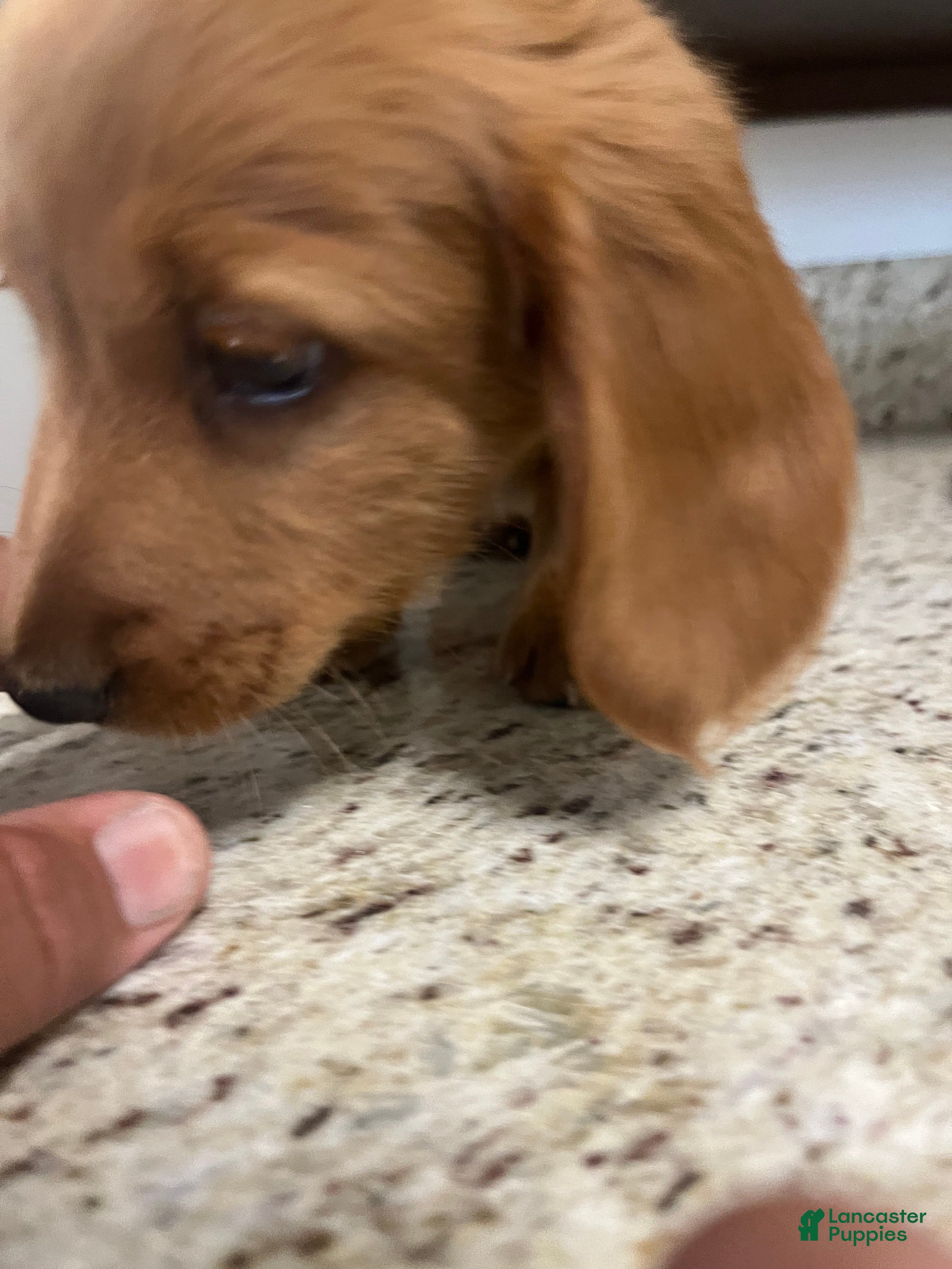 Miniature Dachshund dogs Winter - Ad 2
