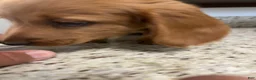 Miniature Dachshund dogs for sale: Winter - Ad 2