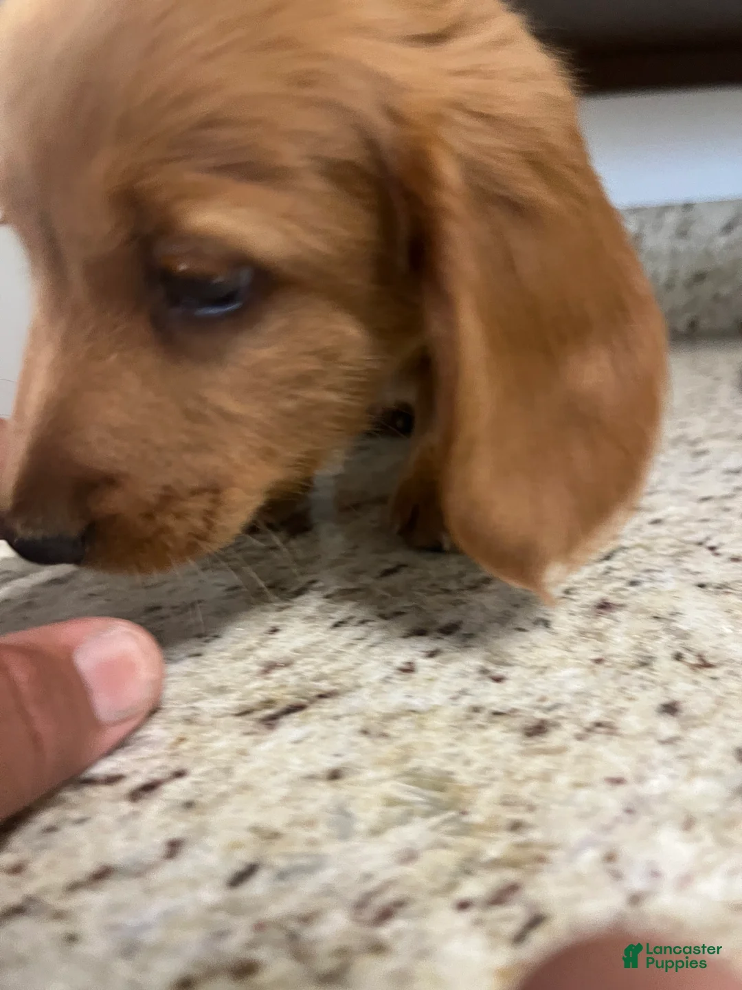 Miniature Dachshund dogs for sale: Winter - Ad 2