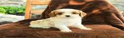 Cavapoo dogs for sale: Marlene - Ad 3