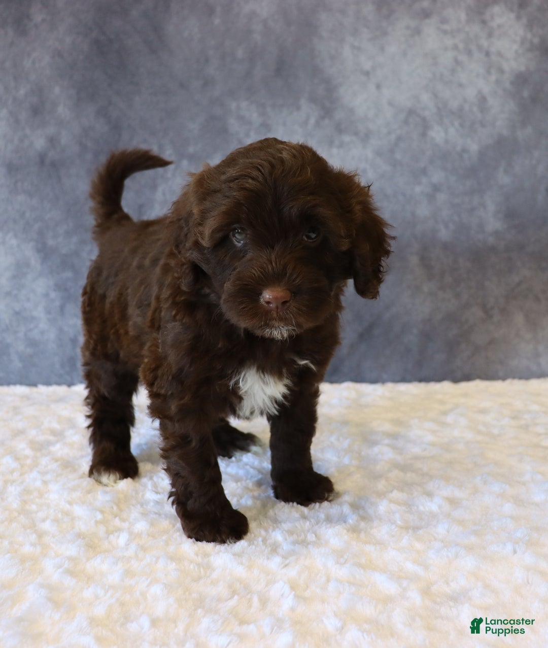 Portuguese Water Dog dogs for sale: Tabby - Ad 4
