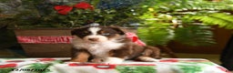 Australian Shepherd dogs for sale: Adonis - Ad 3