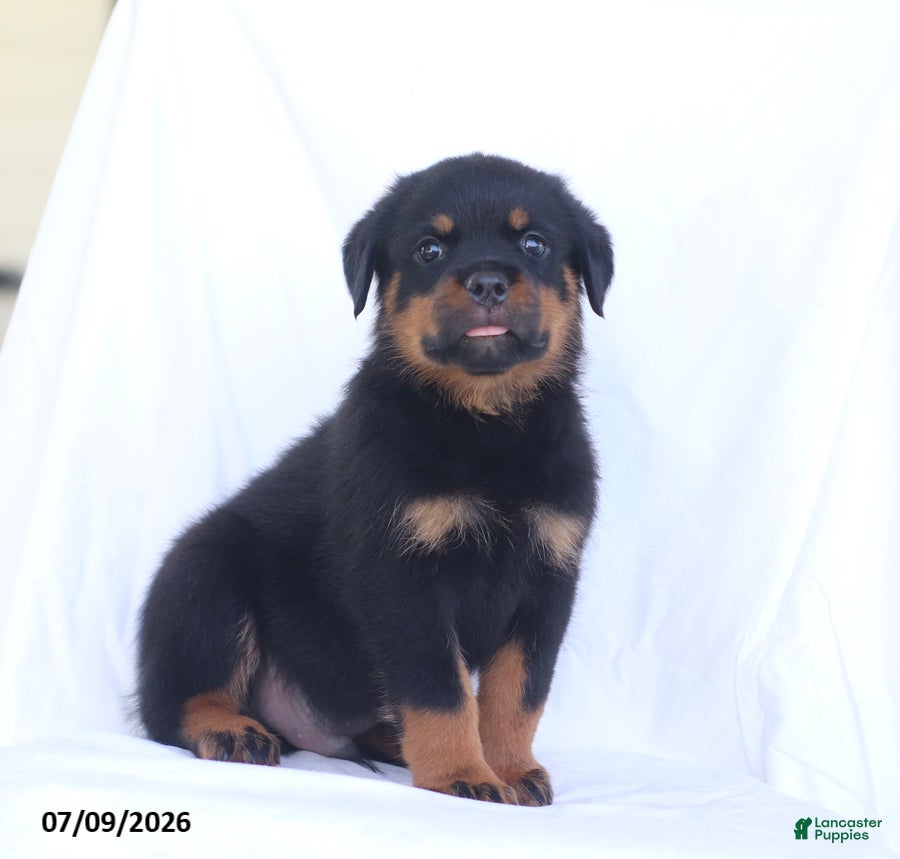 Rottweiler dogs Sambo - Ad 2