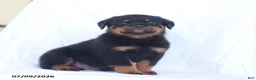 Rottweiler dogs for sale: Sambo - Ad 2
