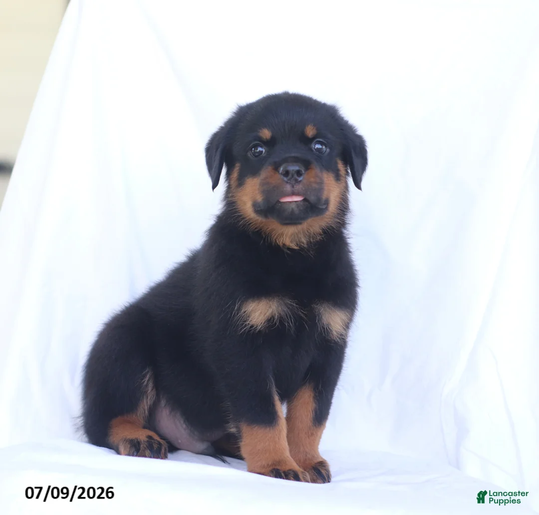 Rottweiler dogs for sale: Sambo - Ad 2