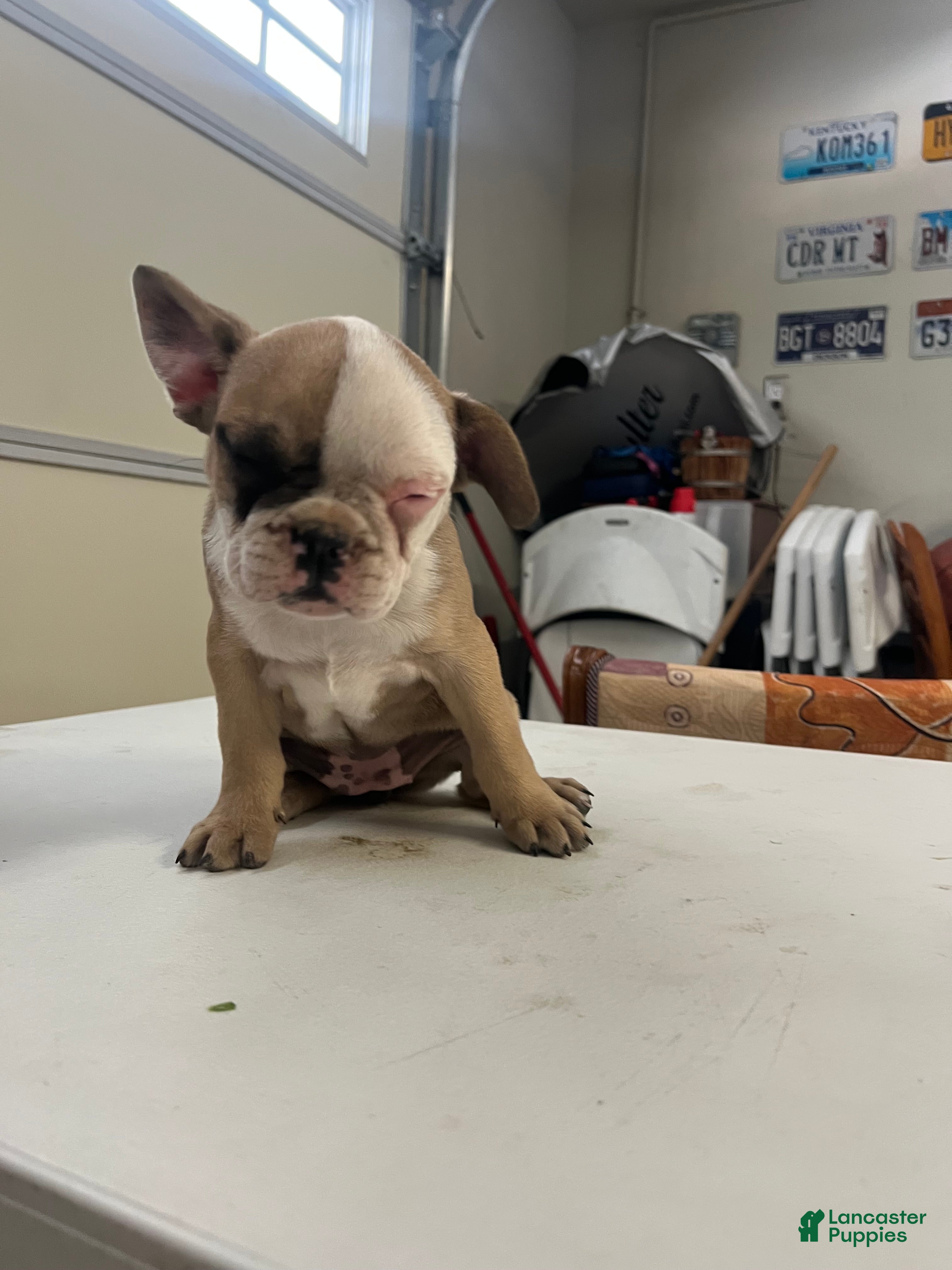 French Bulldog dogs for sale: French Bulldog Puppy 4 - Ad 3