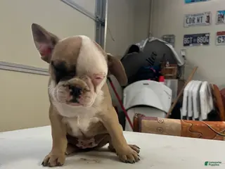 French Bulldog dogs for sale: French Bulldog Puppy 4 - Ad 3