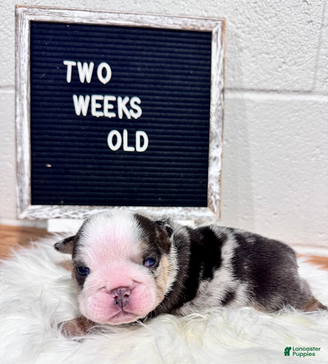 English Bulldog dogs for sale: Winston - Ad 4