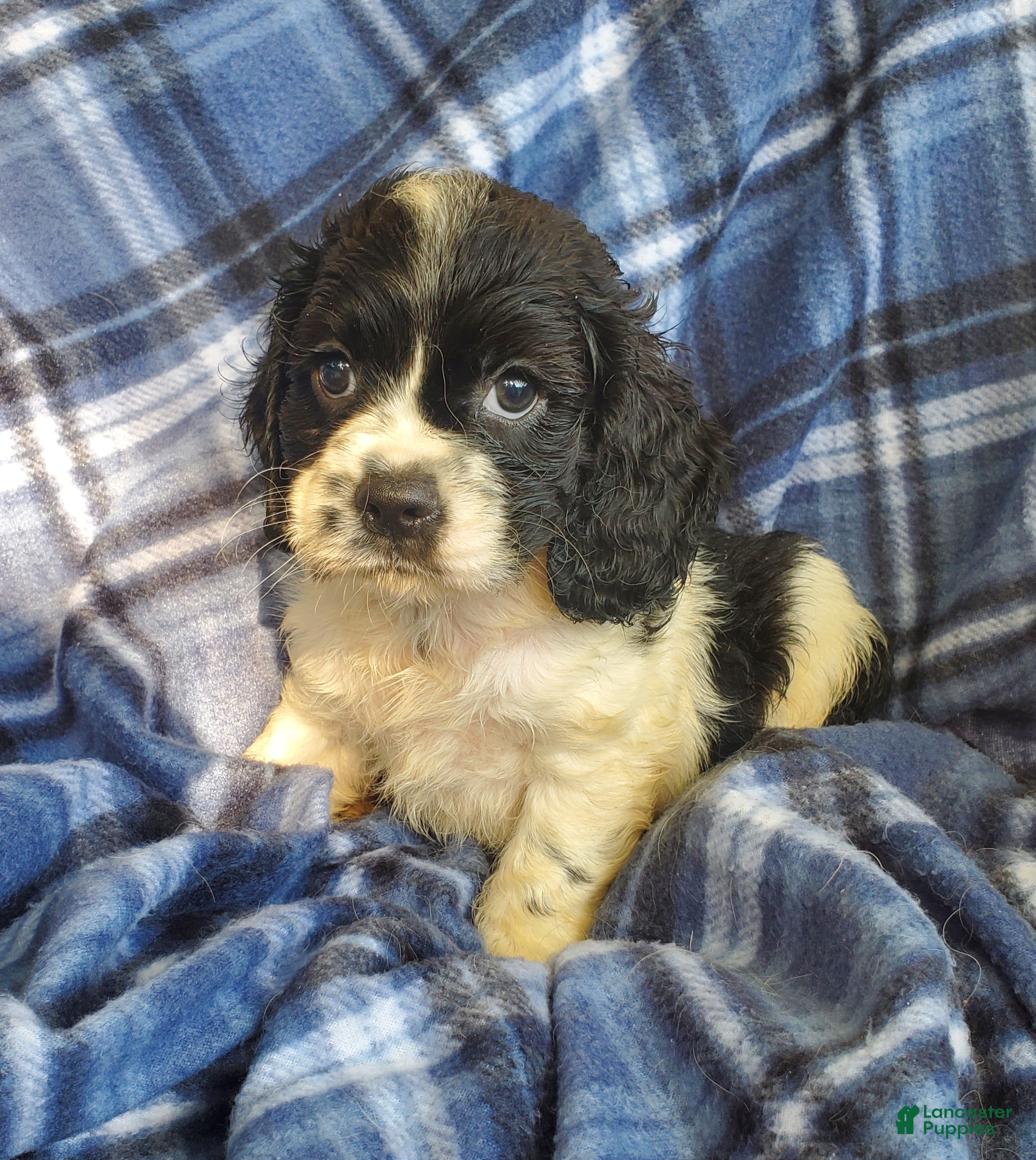 Cocker Spaniel dogs Frankie - Ad 1