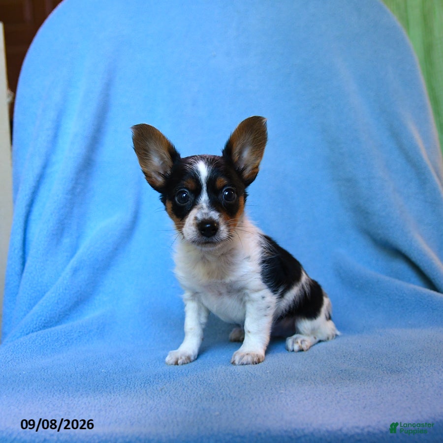 Mixed Breed dogs for sale: Fido - Ad 2