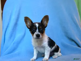 Mixed Breed dogs Fido - Ad 27