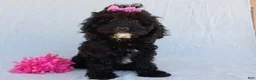 Cockapoo dogs for sale: Millie - Ad 1