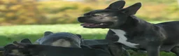 Mixed Breed dogs for sale: Randy - Ad 6